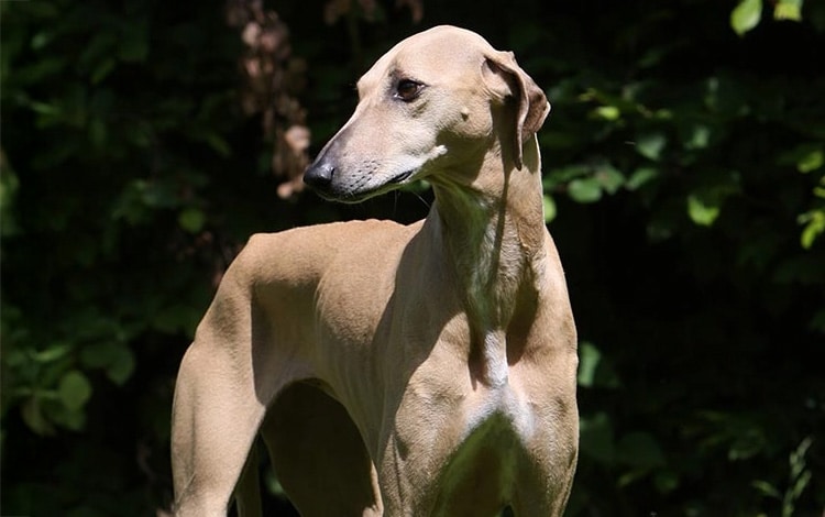 Comment adopter un azawakh, un chien ultra sensible