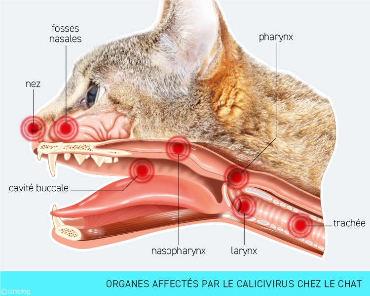 Calicivirus chez le chat et affections des voies respiratoires