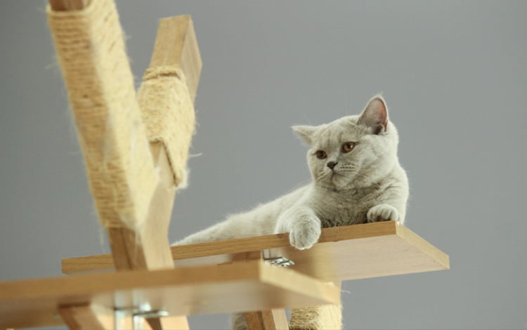 Chat malheureux en appartement : conseils vétérinaires