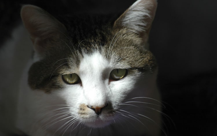 Chat malheureux en appartement : conseils vétérinaires