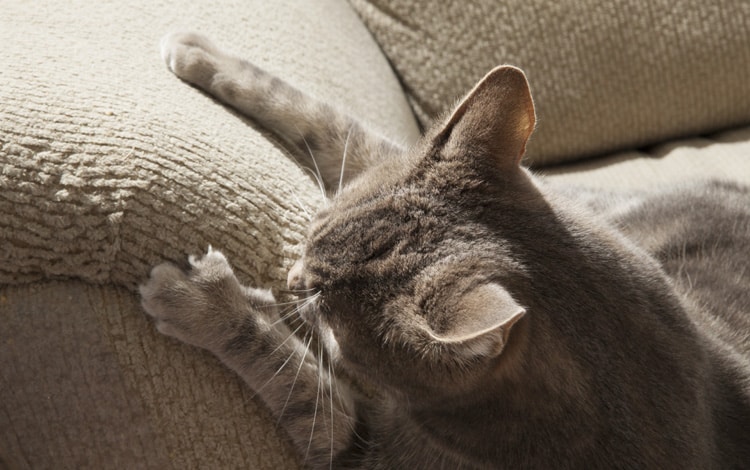 Chat qui fait ses griffes sur un canapé