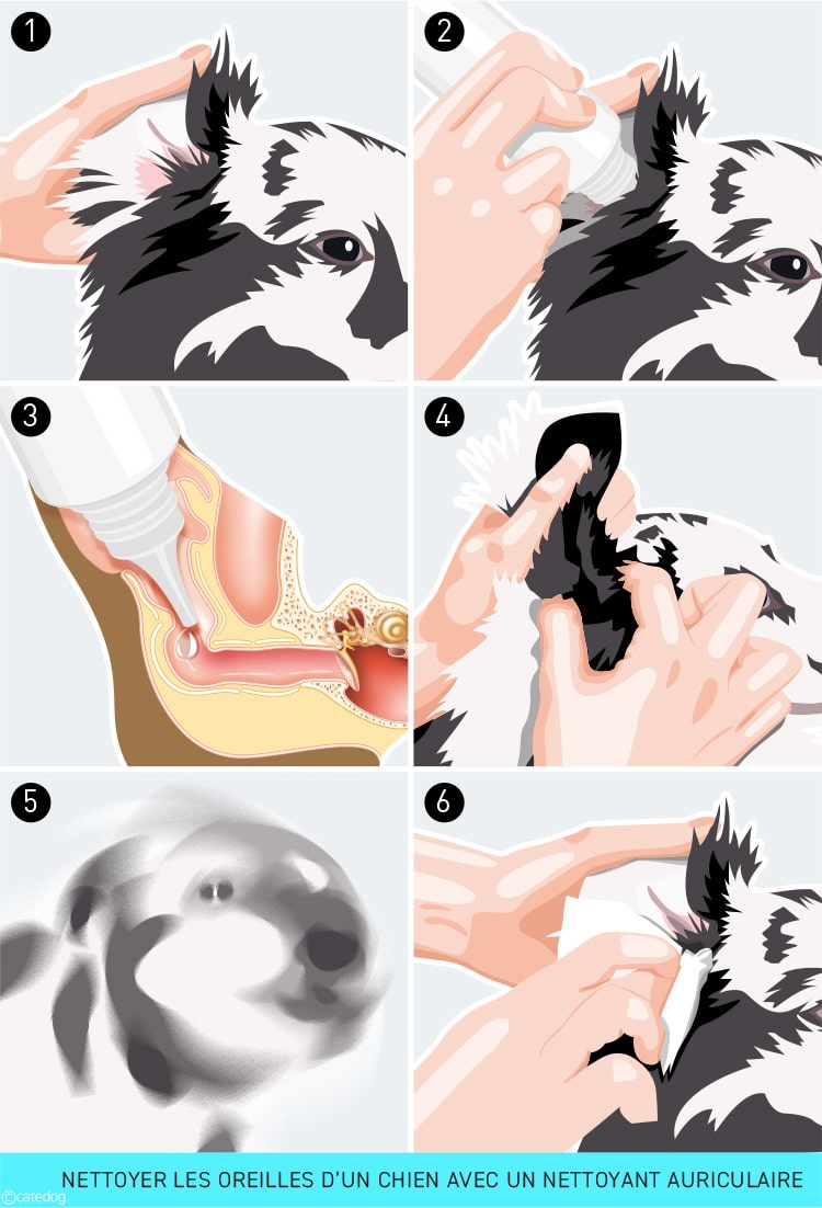 Comment nettoyer les oreilles d'un chien avec un nettoyant auriculaire