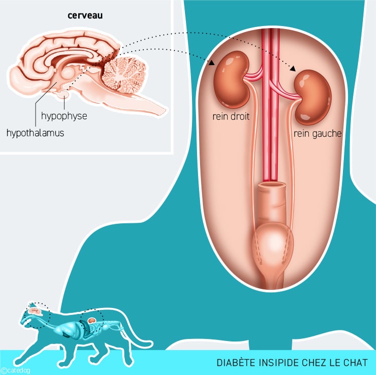 Diabète insipide et rôle de l'hypophyse sur le rein chez le chat