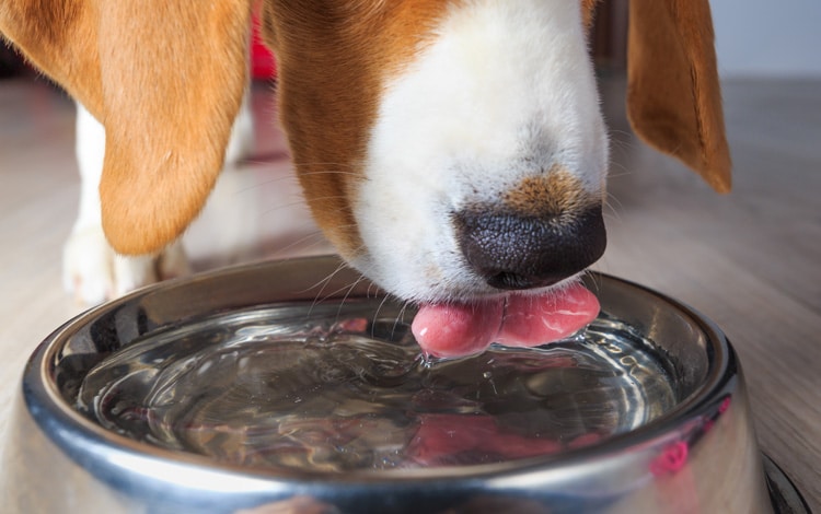 Diabète insipide du chien qui boit beaucoup