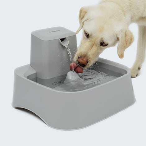 Fontaine à eau pour chien malade