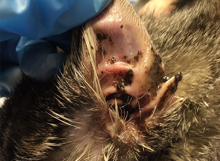 Gale auriculaire chez le chat