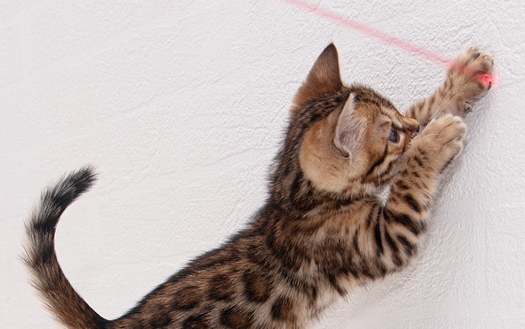 Jouet pointeur laser pour chat