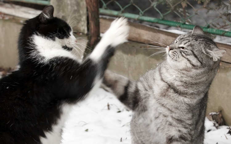 Mon chat n’accepte pas le nouveau chat que j’ai adopté : quelles étapes pour une vraie présentation ?