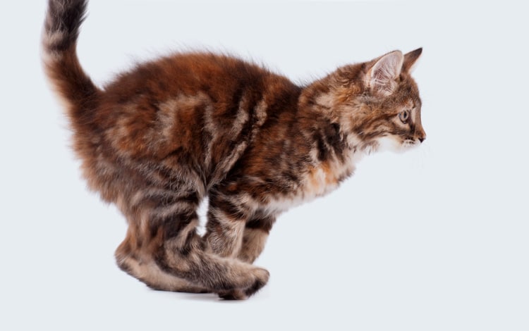 Mon chat se met à courir comme un fou puis s’arrête net : comment expliquer ces crises ?