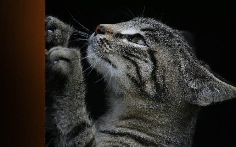 Mon chat gratte et miaule derrière la porte de ma chambre