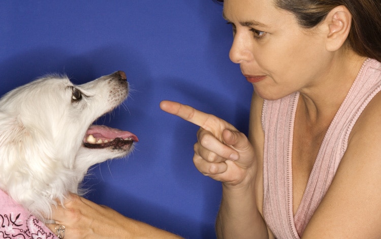 Mon chien aboie dès que je fais une visioconférence : comment l’apaiser sans le gronder ?