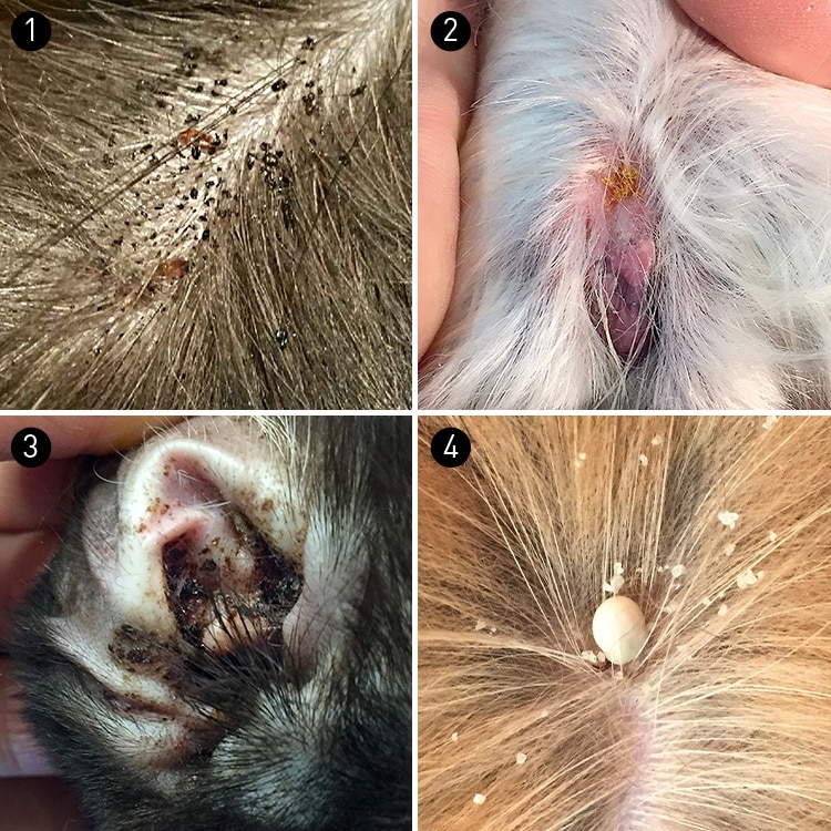 Mon chien se gratte tout le temps : conseils vétérinaires et solutions