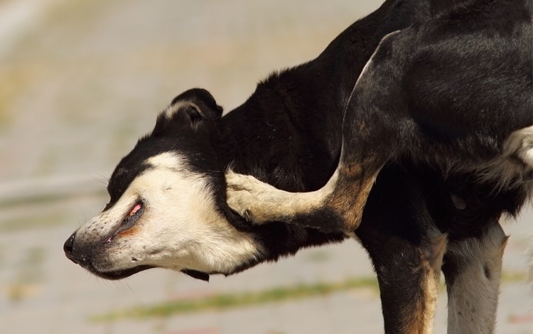 Mon chien se gratte tout le temps : conseils vétérinaires et solutions