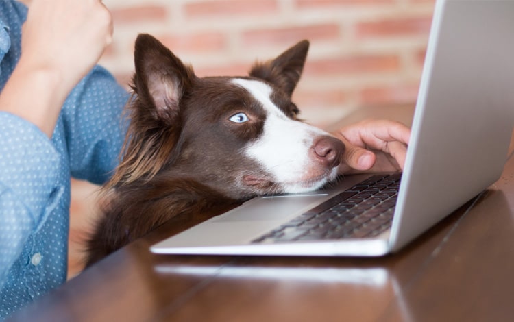 Mon chien supporte mal le teletravail