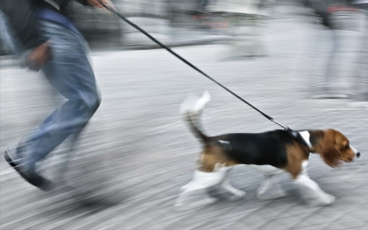 Mon chien vit en ville et ne voit jamais d’herbe : comment compenser ce manque de nature ?