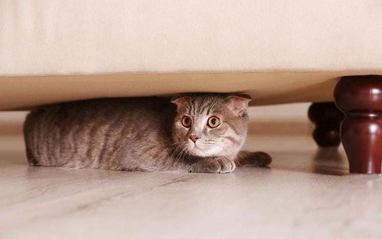 Mon chat se cache dès qu’il y a des invités : faut-il le laisser faire ou l’aider à s’ouvrir ?