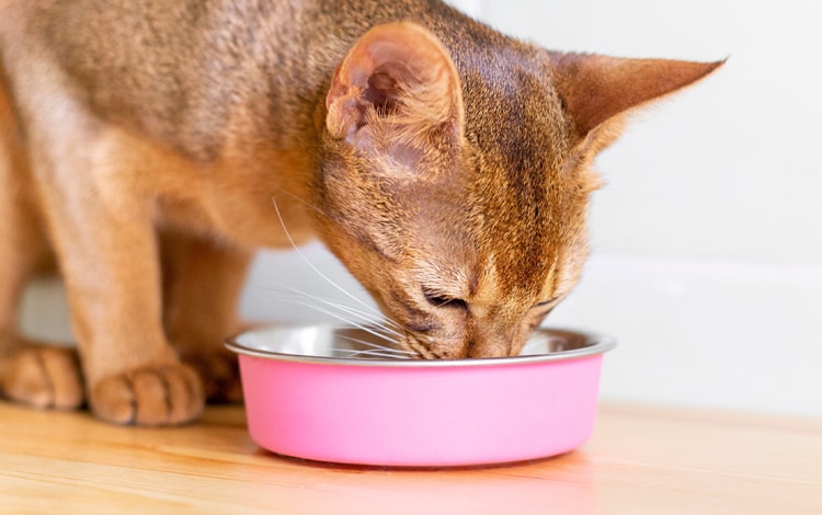 Peut-on nourrir un chat uniquement avec des croquettes ou lui faut-il de la pâtée