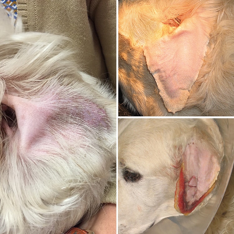 Traitement de l'othématome chez le chien