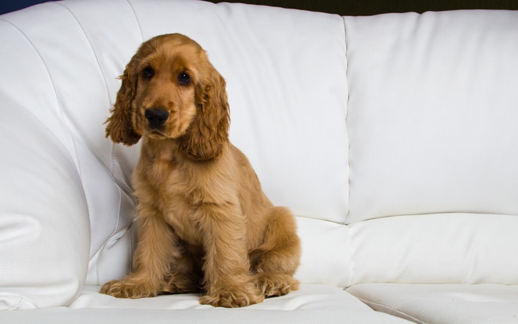 Troubles du comportement chez le chiot