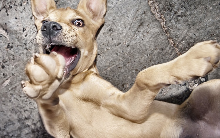 Troubles du comportement chez le chiot