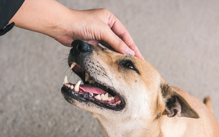 Adoption d'un chien de refuge avec un passé inconnu : comment gérer ses peurs et réactions imprévisibles