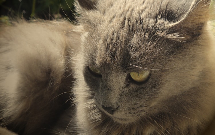 Mon chat est déprimé après la mort de mon autre chat : comment l’aider à traverser ce deuil ?