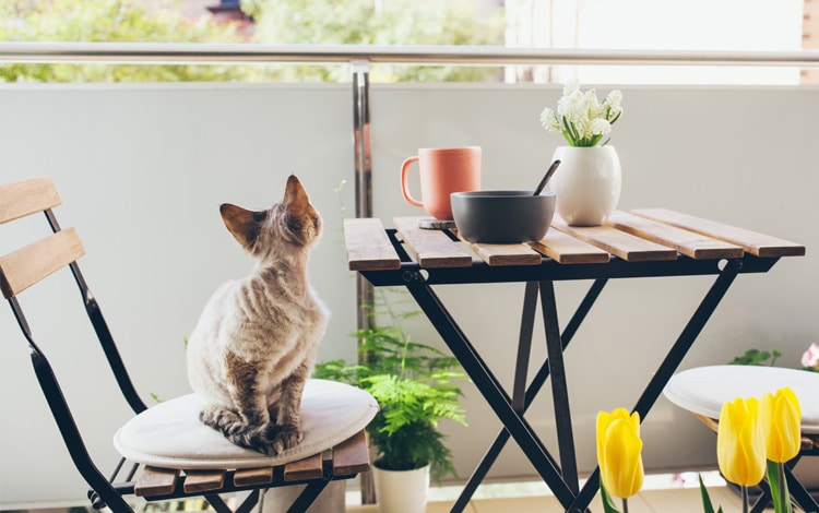 Mon chat vit en étage et se met en danger sur le rebord des fenêtres : comment sécuriser et l’occuper ?