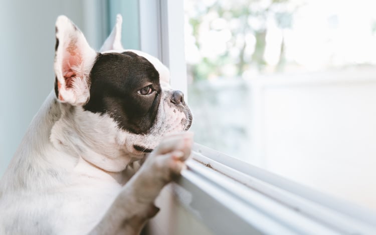 Mon chien ne supporte pas la solitude car je travaille en horaires décalés : quelles solutions ?