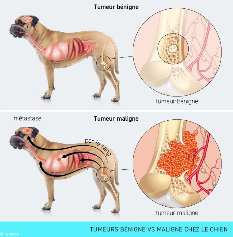 Tumeur maligne versus tumeur bénigne de l'ostéorsarcome chez le chien