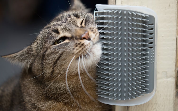 Brosse murale pour chat