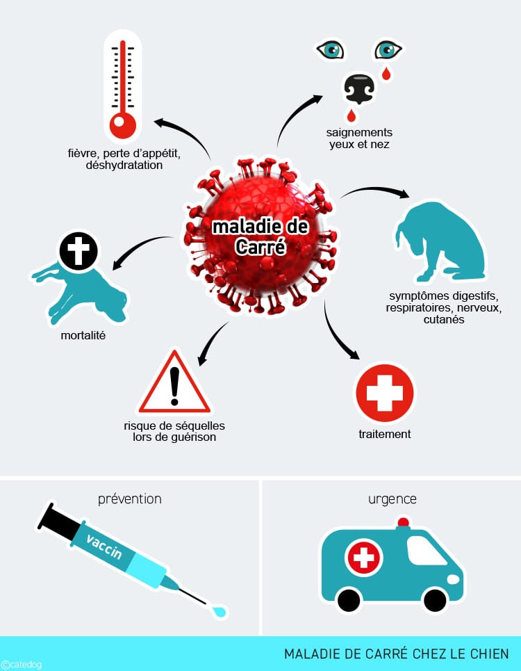 Maladie de Carré chez le chien