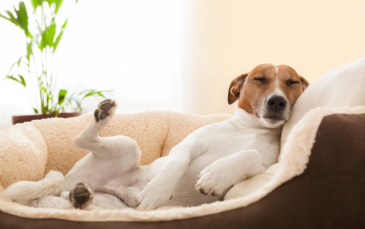 Mon chien tourne sur lui-même avant de se coucher : pourquoi ce comportement ?