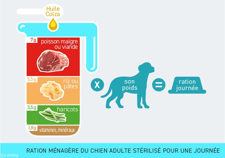 Ration ménagère du chien stérilisé