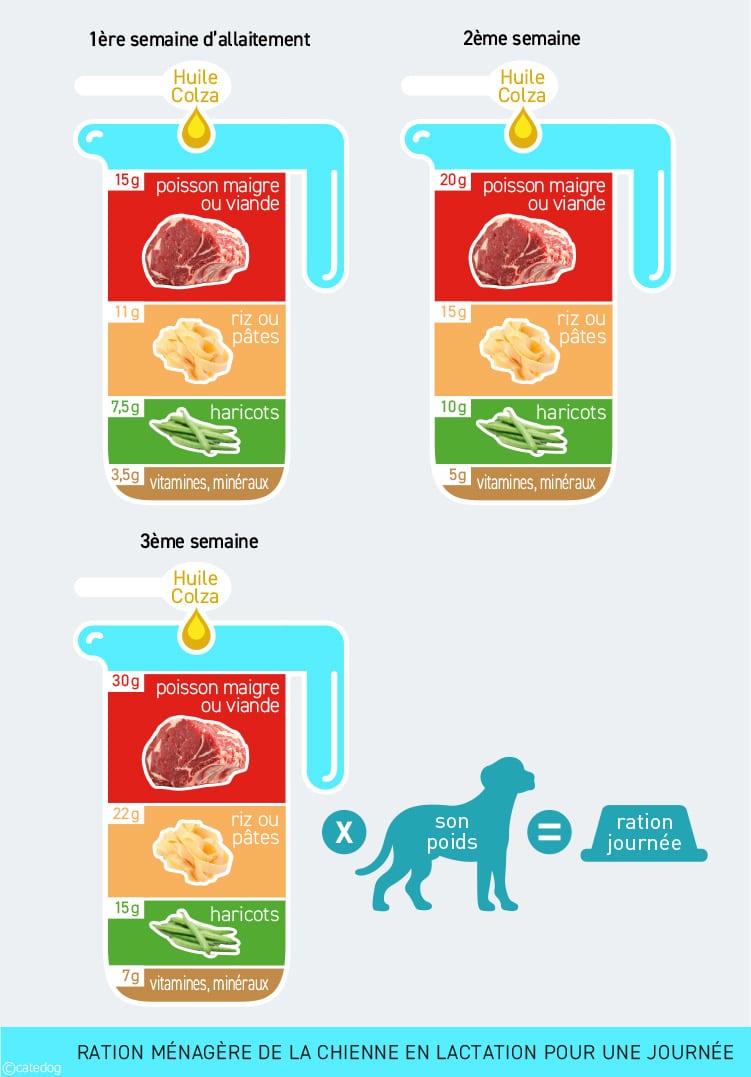 Ration ménagère de la chienne en lactation