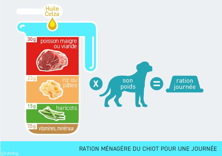 Ration ménagère du chiot