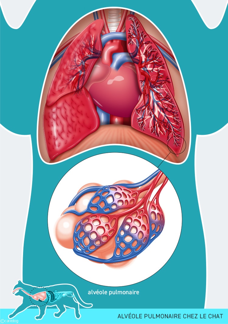Asthme et alvéole pulmonaire chez le chat