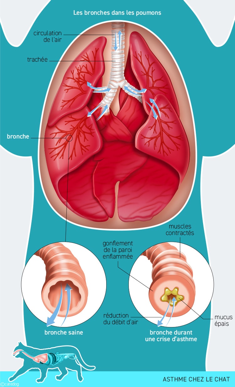 Crise d'asthme chez le chat