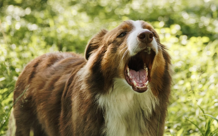 Mon berger australien aboie toujours quand je le sors. Que faire ?