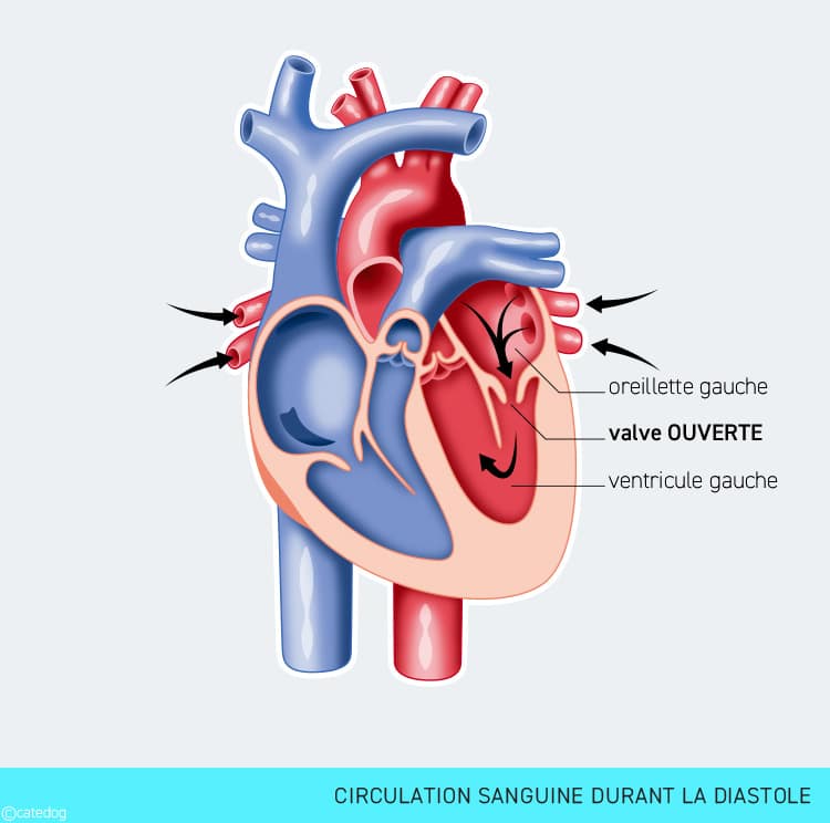 Endocardiose mitrale chez le chien