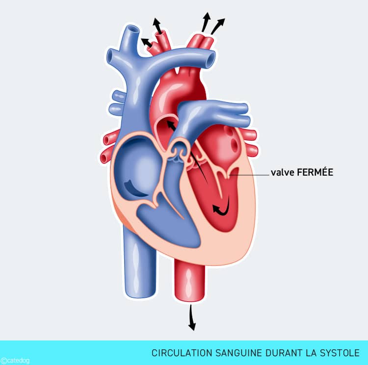 Endocardiose mitrale chez le chien