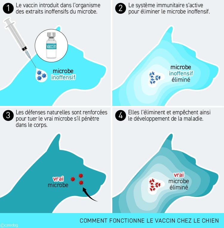 Comment fonctionne le vaccin chez le chien