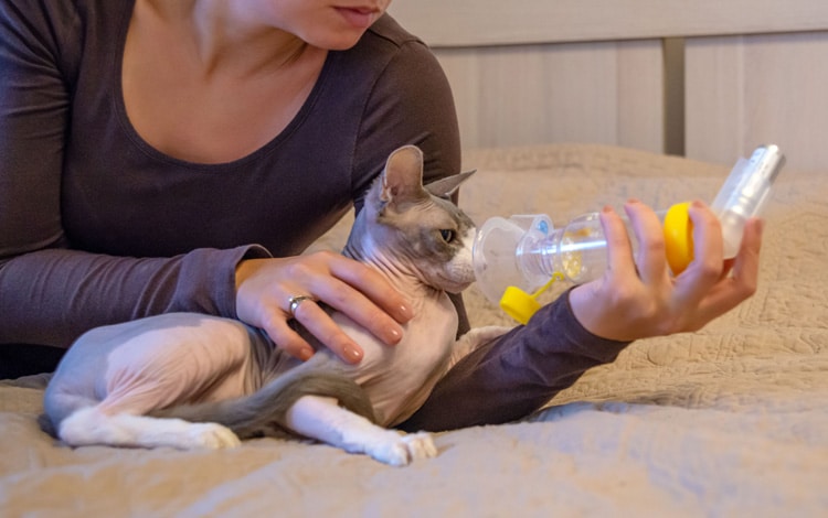 Chambre à inhalations pédiatrique en traitement de l’asthme chez un chat