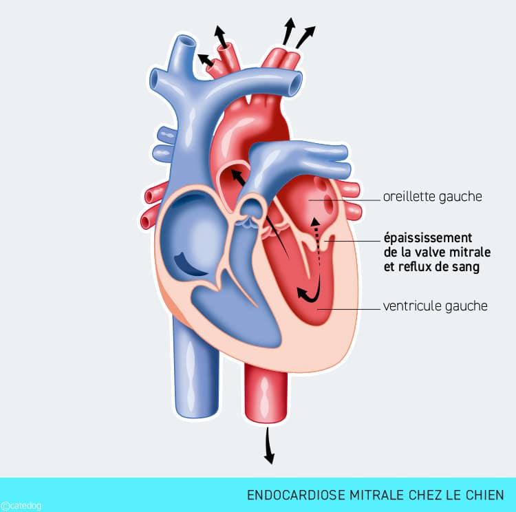 Endocardiose mitrale chez le chien