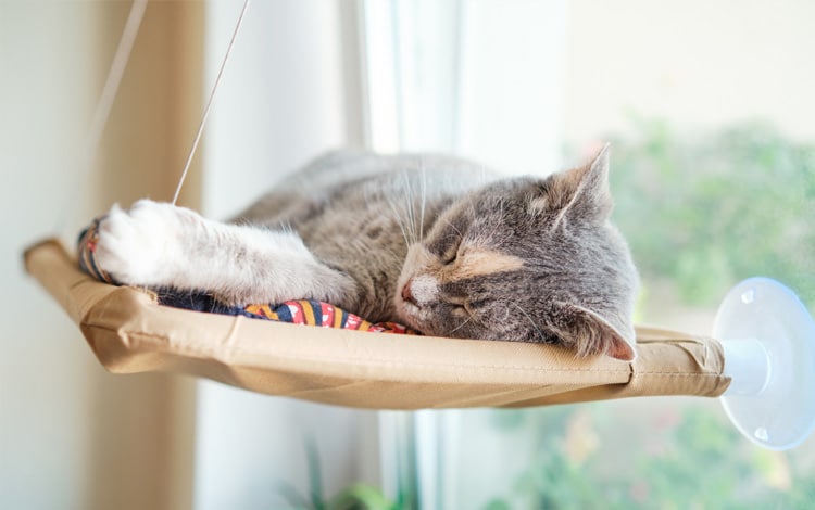 Mon chat dort presque toute la journée : dort-il trop ou est-il malade ?