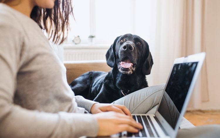 Mon chien aboie dès que j’ouvre mon ordinateur pour travailler. Que faire ?