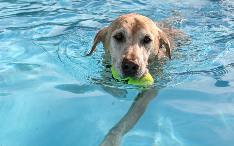 Natation et gilet de sauvetage chez le chien