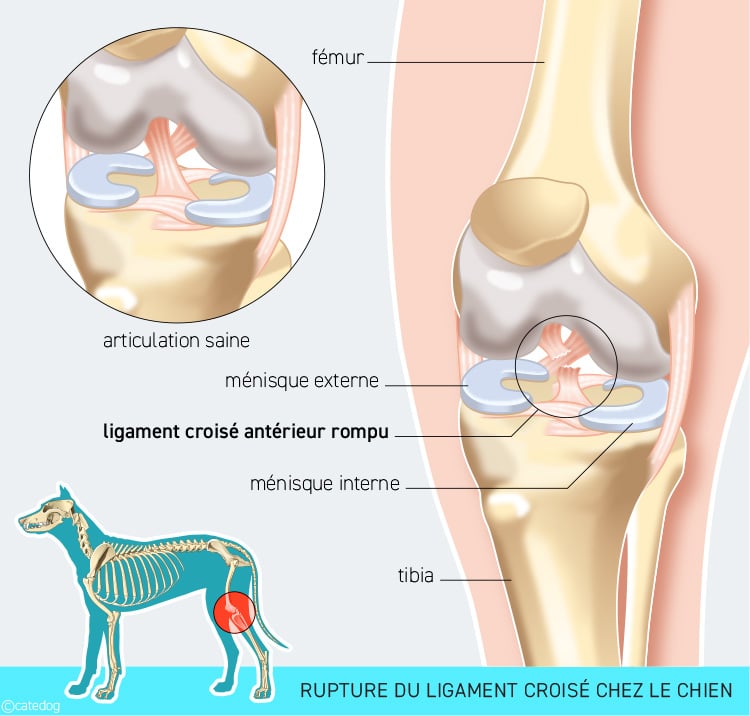 Rupture du ligament croisé chez le chien