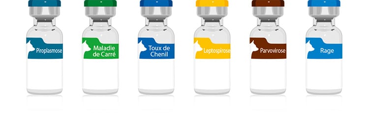 Vaccin obligatoire et recommandé chez le chien