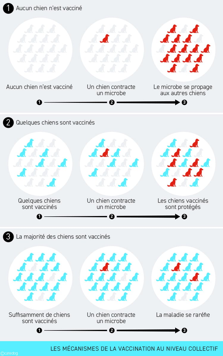 Dois-je vacciner mon chien alors que les principales maladies sont absentes de ma région ?