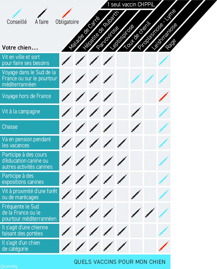 Vaccin obligatoire et recommandé chez le chien
